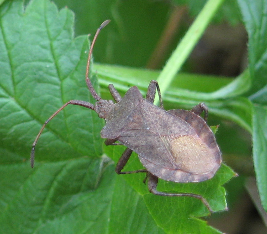 Heteroptera del 